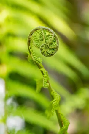 Dicksonia antarctica - 20 Ltr pot - image 3