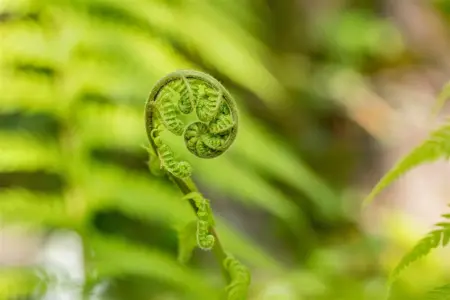 Dicksonia antarctica - 1.5 Ltr pot - image 2