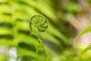 Dicksonia antarctica - 1.5 Ltr pot - image 2