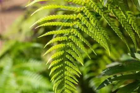 Dicksonia antarctica - 1.5 Ltr pot - image 5