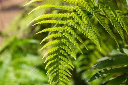 Dicksonia antarctica - 20 Ltr pot - image 5