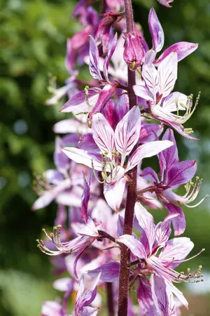 Dictamnus albus - 2 Ltr pot - image 1