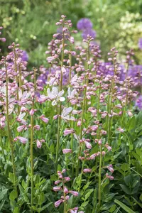 Dictamnus albus - 2 Ltr pot - image 2