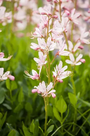 Dictamnus albus - 2 Ltr pot - image 3