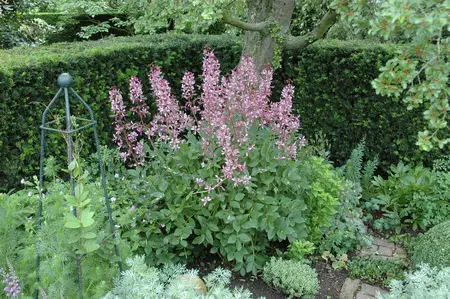 Dictamnus albus - 2 Ltr pot - image 5