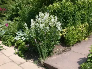 Dictamnus albus 'Albiflorus'