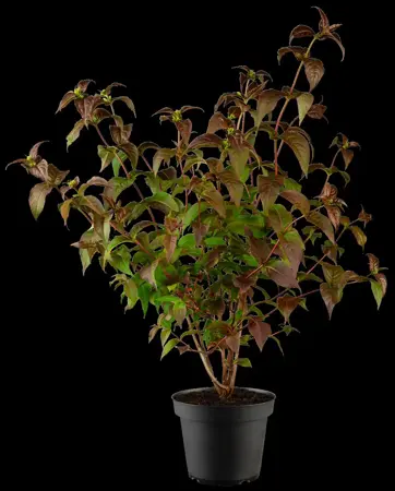 Diervilla 'Kodiak ? Black' - 50-60 CM C10 - image 4