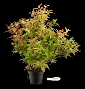 Diervilla 'Kodiak ? Orange' - 50-60 CM C10 - image 3