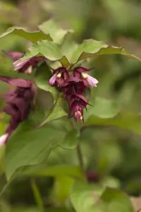 Diervilla sessilifolia