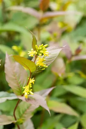 Diervilla splendens - P9 - image 1