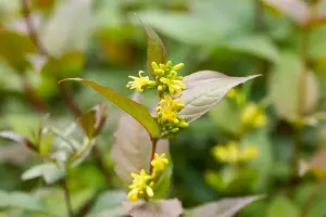 Diervilla splendens - P9 - image 2