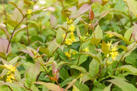 Diervilla splendens - P9 - image 5