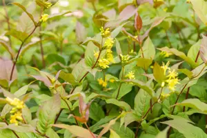 Diervilla splendens - P9 - image 5
