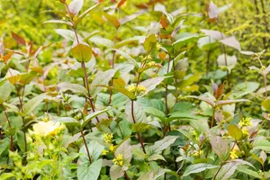Diervilla splendens - P13 - image 3