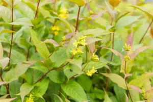 Diervilla splendens - P10.5 - image 4