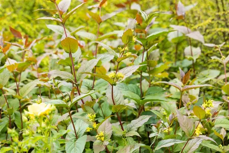 Diervilla splendens - 50-60 CM C7.5 - image 3