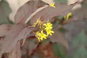 Diervilla splendens 'Diva' - 25-30 CM C2 - image 1