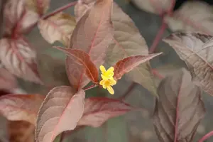 Diervilla splendens 'Diva' - 90 CM STEM C10 - image 2