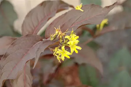 Diervilla splendens 'Diva' - 30-40 CM C3 - image 1