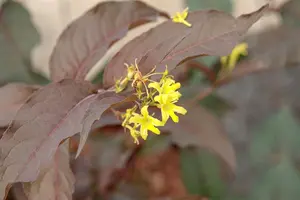 Diervilla splendens 'Diva' - 2.5 Ltr pot - image 1