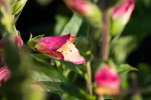 Digiplexis 'Berry Canary'