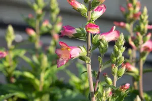 Digiplexis 'Berry Canary' - 2 Ltr pot - image 2
