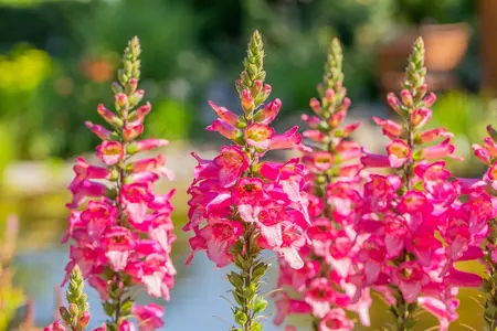 Digiplexus 'Firecracker' - 2 Ltr pot - image 4