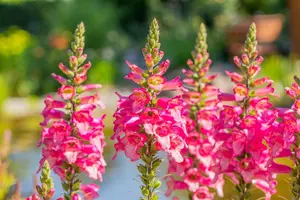 Digiplexus 'Firecracker' - 2 Ltr pot - image 4