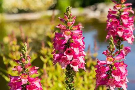 Digiplexus 'Firecracker' - 2 Ltr pot - image 5