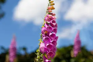 DIGITALIS APPLE BLOSSOM