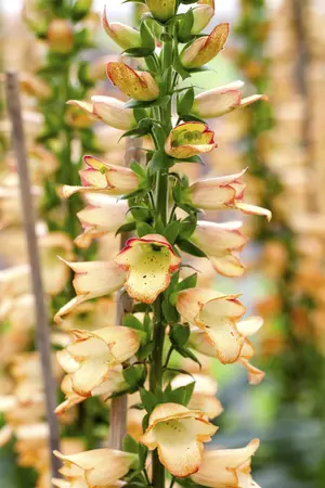 Digitalis ferr. 'Gelber Herold' - P9
