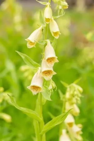 Digitalis grandiflora - P9 - image 1