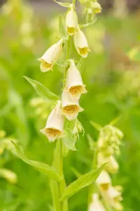Digitalis grandiflora
