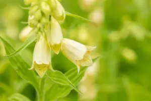 Digitalis grandiflora - P9 - image 2