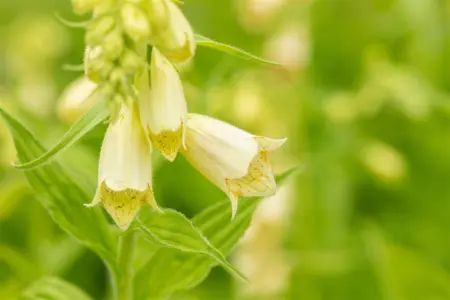 Digitalis grandiflora - 2 Ltr pot - image 2