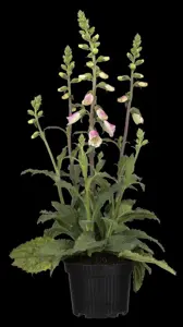 Digitalis 'Panther'?