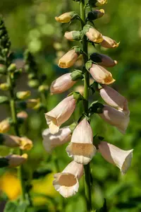 Digitalis purp. 'Dalmation Peach' - 2 Ltr pot - image 2