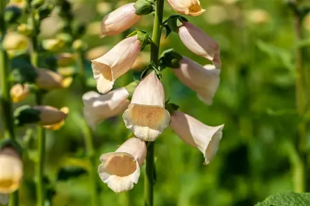 Digitalis purp. 'Dalmation Peach' - 2 Ltr pot - image 1