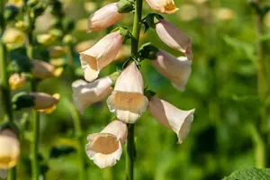 Digitalis purp. 'Dalmation Peach'