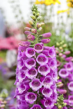 Digitalis purp. 'Dalmation Purple' - P11 - image 1