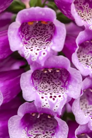 Digitalis purp. 'Dalmation Purple' - P11 - image 2