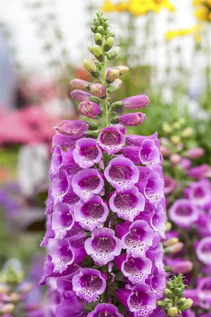 Digitalis purp. 'Dalmation Purple' - 2 Ltr pot - image 1