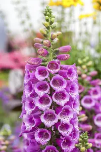 Digitalis purp. 'Dalmation Purple' - 2 Ltr pot - image 1