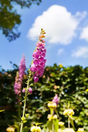 Digitalis purp. Excelsior Hybrids - P9 - image 4