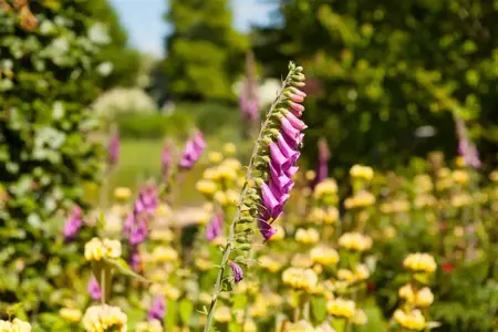 Digitalis purp. Excelsior Hybrids - P9 - image 3