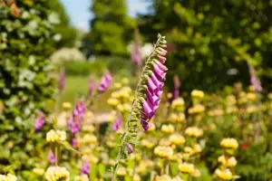Digitalis purp. Excelsior Hybrids - P9 - image 3