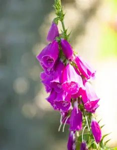 Digitalis purp. Foxy Hybrids - P9 - image 5
