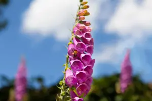 Digitalis purp. Foxy Hybrids
