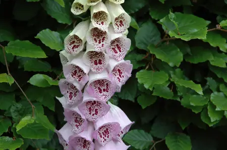 Digitalis purp. 'Pam's Choice' - P9