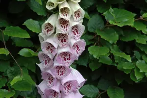 Digitalis purp. 'Pam's Choice'